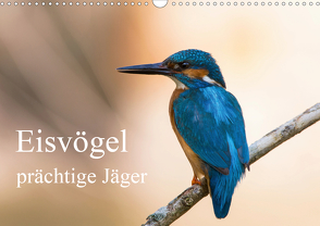 Eisvögel – prächtige Jäger (Wandkalender 2021 DIN A3 quer) von Alberer,  Thomas