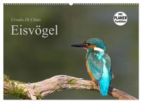 Eisvögel (Wandkalender 2024 DIN A2 quer), CALVENDO Monatskalender von Di Chito,  Ursula
