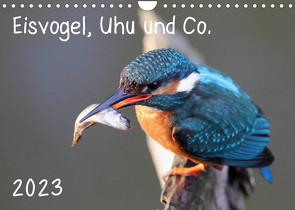 Eisvogel, Uhu und Co. (Wandkalender 2023 DIN A4 quer) von Allnoch,  Jan