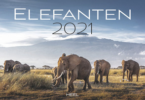 Elefanten 2021