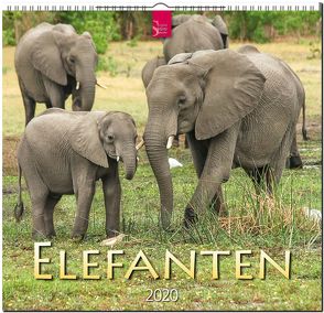 Elefanten von Redaktion Verlagshaus Würzburg,  Bildagentur