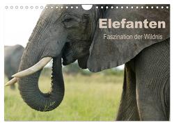 Elefanten – Faszination der Wildnis (Wandkalender 2024 DIN A4 quer), CALVENDO Monatskalender von Haase,  Nadine