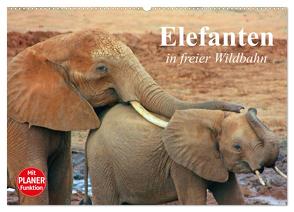 Elefanten in freier Wildbahn (Wandkalender 2024 DIN A2 quer), CALVENDO Monatskalender von Stanzer,  Elisabeth