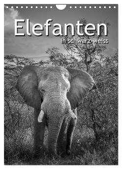 Elefanten in schwarz-weiss (Wandkalender 2024 DIN A4 hoch), CALVENDO Monatskalender von Styppa,  Robert