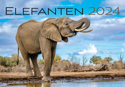Elefanten Kalender 2024 von KLEIN