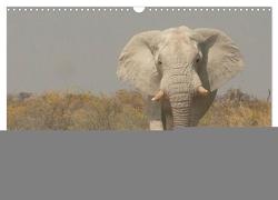 Elefanten. Sensible Rüsseltiere (Wandkalender 2024 DIN A3 quer), CALVENDO Monatskalender von Stanzer,  Elisabeth