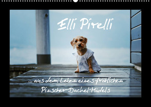 Elli Pirelli… aus dem Leben eines fröhlichen Pinscher-Dackel-Mädels (Wandkalender 2023 DIN A2 quer) von Köntopp,  Kathrin