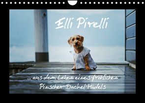Elli Pirelli… aus dem Leben eines fröhlichen Pinscher-Dackel-Mädels (Wandkalender 2023 DIN A4 quer) von Köntopp,  Kathrin