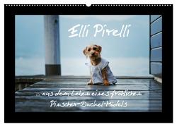 Elli Pirelli… aus dem Leben eines fröhlichen Pinscher-Dackel-Mädels (Wandkalender 2024 DIN A2 quer), CALVENDO Monatskalender von Köntopp,  Kathrin