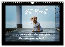 Elli Pirelli… aus dem Leben eines fröhlichen Pinscher-Dackel-Mädels (Wandkalender 2024 DIN A4 quer), CALVENDO Monatskalender von Köntopp,  Kathrin
