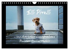 Elli Pirelli… aus dem Leben eines fröhlichen Pinscher-Dackel-Mädels (Wandkalender 2024 DIN A4 quer), CALVENDO Monatskalender von Köntopp,  Kathrin