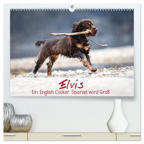 Elvis ein Engl. Cocker Spaniel wird Groß (hochwertiger Premium Wandkalender 2024 DIN A2 quer), Kunstdruck in Hochglanz von Wobith Photography - FotosVonMaja,  Sabrina