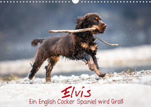 Elvis ein Engl. Cocker Spaniel wird Groß (Wandkalender 2022 DIN A3 quer) von Wobith Photography - FotosVonMaja,  Sabrina