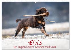 Elvis ein Engl. Cocker Spaniel wird Groß (Wandkalender 2024 DIN A2 quer), CALVENDO Monatskalender von Wobith Photography - FotosVonMaja,  Sabrina