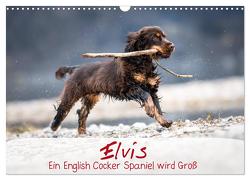 Elvis ein Engl. Cocker Spaniel wird Groß (Wandkalender 2024 DIN A3 quer), CALVENDO Monatskalender von Wobith Photography - FotosVonMaja,  Sabrina