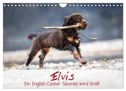 Elvis ein Engl. Cocker Spaniel wird Groß (Wandkalender 2024 DIN A4 quer), CALVENDO Monatskalender von Wobith Photography - FotosVonMaja,  Sabrina