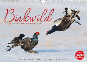 Emotionale Momente: Birkwild (Wandkalender 2022 DIN A4 quer) von Gerlach,  Ingo