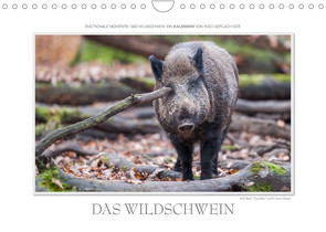 Emotionale Momente: Das Wildschwein. / CH-Version (Wandkalender 2023 DIN A4 quer) von Gerlach GDT,  Ingo