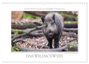 Emotionale Momente: Das Wildschwein. / CH-Version (Wandkalender 2024 DIN A3 quer), CALVENDO Monatskalender von Gerlach GDT,  Ingo