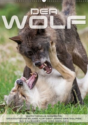 Emotionale Momente: Der Wolf. (Wandkalender 2018 DIN A2 hoch) von Gerlach,  Ingo