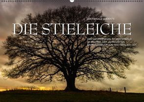 Emotionale Momente: Die Stieleiche (Posterbuch DIN A2 quer) von Gerlach GDT,  Ingo