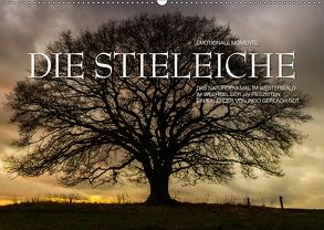 Emotionale Momente: Die Stieleiche (Wandkalender 2018 DIN A2 quer) von Gerlach GDT,  Ingo