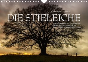 Emotionale Momente: Die Stieleiche (Wandkalender 2018 DIN A4 quer) von Gerlach GDT,  Ingo