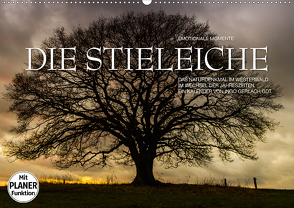 Emotionale Momente: Die Stieleiche (Wandkalender 2020 DIN A2 quer) von Gerlach GDT,  Ingo