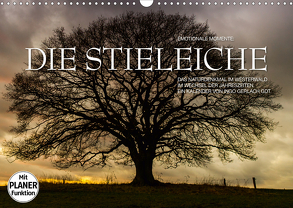 Emotionale Momente: Die Stieleiche (Wandkalender 2020 DIN A3 quer) von Gerlach GDT,  Ingo