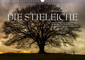 Emotionale Momente: Die Stieleiche (Wandkalender 2020 DIN A3 quer) von Gerlach GDT,  Ingo