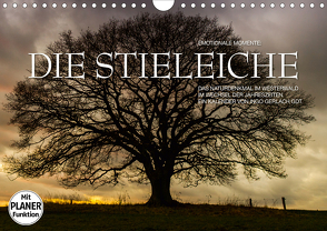 Emotionale Momente: Die Stieleiche (Wandkalender 2020 DIN A4 quer) von Gerlach GDT,  Ingo