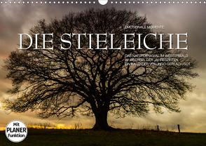 Emotionale Momente: Die Stieleiche (Wandkalender 2021 DIN A3 quer) von Gerlach GDT,  Ingo