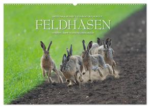 Emotionale Momente: Feldhasen (Wandkalender 2024 DIN A2 quer), CALVENDO Monatskalender von Gerlach GDT,  Ingo