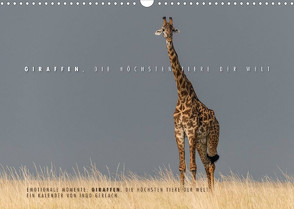 Emotionale Momente: Giraffen, die höchsten Tiere der Welt. (Wandkalender 2023 DIN A3 quer) von Gerlach,  Ingo