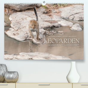 Emotionale Momente: Leoparden / CH-Version (Premium, hochwertiger DIN A2 Wandkalender 2021, Kunstdruck in Hochglanz) von Gerlach GDT,  Ingo
