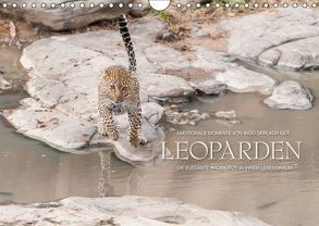 Emotionale Momente: Leoparden / CH-Version (Wandkalender 2019 DIN A4 quer) von Gerlach GDT,  Ingo