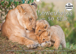 Emotionale Momente: Löwenbabys – so süß. (Wandkalender 2023 DIN A3 quer) von Gerlach,  Ingo