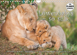 Emotionale Momente: Löwenbabys – so süß. (Wandkalender 2023 DIN A4 quer) von Gerlach,  Ingo