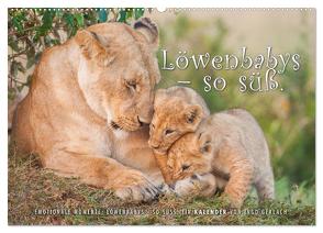 Emotionale Momente: Löwenbabys – so süß. (Wandkalender 2024 DIN A2 quer), CALVENDO Monatskalender von Gerlach,  Ingo
