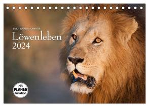 Emotionale Momente: Löwenleben (Tischkalender 2024 DIN A5 quer), CALVENDO Monatskalender von Gerlach GDT,  Ingo