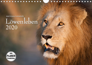 Emotionale Momente: Löwenleben (Wandkalender 2020 DIN A4 quer) von Gerlach GDT,  Ingo