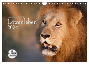 Emotionale Momente: Löwenleben (Wandkalender 2024 DIN A4 quer), CALVENDO Monatskalender von Gerlach GDT,  Ingo