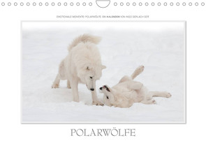 Emotionale Momente: Polarwölfe. / CH-Version (Wandkalender 2023 DIN A4 quer) von Gerlach GDT,  Ingo