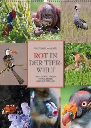 Emotionale Momente: Rot in der Tierwelt (Wandkalender 2018 DIN A2 hoch) von Gerlach GDT,  Ingo