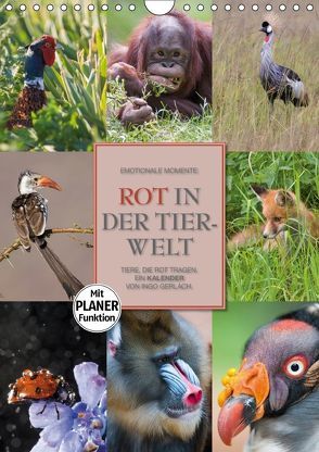 Emotionale Momente: Rot in der Tierwelt (Wandkalender 2018 DIN A4 hoch) von Gerlach GDT,  Ingo