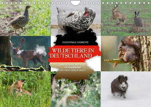 Emotionale Momente: Wilde Tiere in Deutschland (Wandkalender 2023 DIN A4 quer) von Gerlach GDT,  Ingo