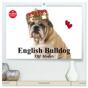 English Bulldog XXL Models (hochwertiger Premium Wandkalender 2024 DIN A2 quer), Kunstdruck in Hochglanz von Stanzer,  Elisabeth