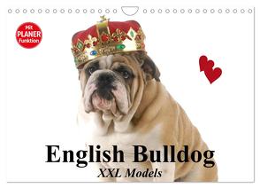 English Bulldog XXL Models (Wandkalender 2024 DIN A4 quer), CALVENDO Monatskalender von Stanzer,  Elisabeth