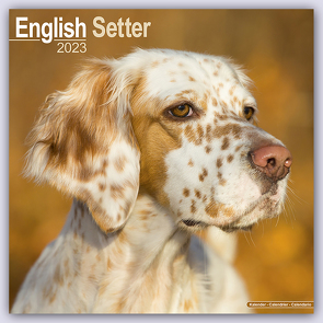 English Setter – Englisch Setter 2023 – 16-Monatskalender