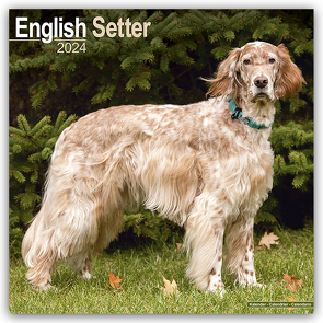 English Setter – Englisch Setter 2024 – 16-Monatskalender